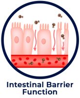 Intestinal Barrier
